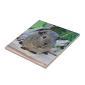 Guinee Pig Tegeltje (Zijkant)