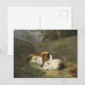 Guinee Pigs (door George Morland) Briefkaart (Voorkant / Achterkant)
