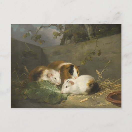 Guinee Pigs (door George Morland) Briefkaart (Voorkant)