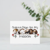 GUINEE PIGS PASSION.jpg Briefkaart (Staand voorkant)
