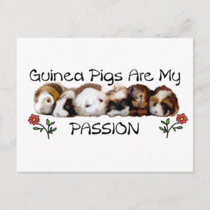 GUINEE PIGS PASSION.jpg Briefkaart