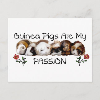 GUINEE PIGS PASSION.jpg Briefkaart