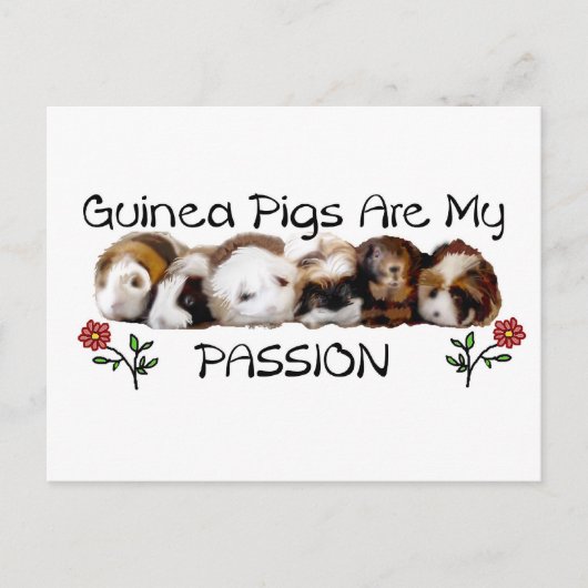 GUINEE PIGS PASSION.jpg Briefkaart (Voorkant)