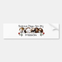 GUINEE PIGS PASSION.jpg