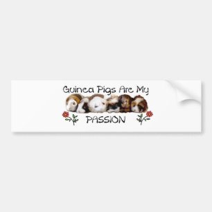 GUINEE PIGS PASSION.jpg Bumpersticker