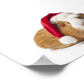 Guinee-Varken Poster (Hoek)