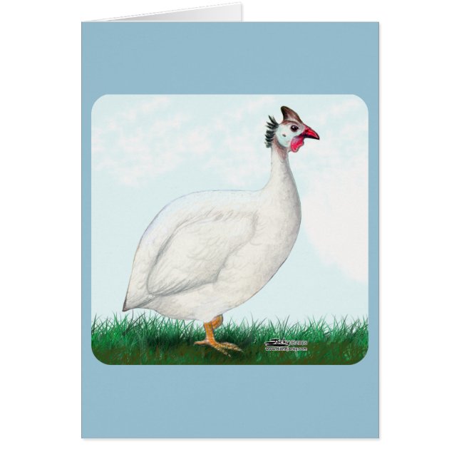 Guinee White (Voorkant)