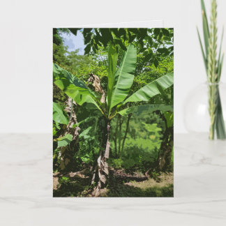 Guineo-plant Kaart