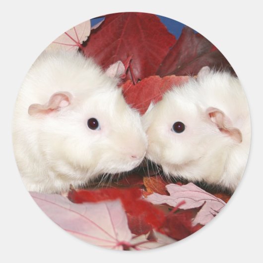 Guinese kus sticker (Voorkant)