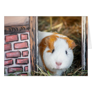 Guinese varken
