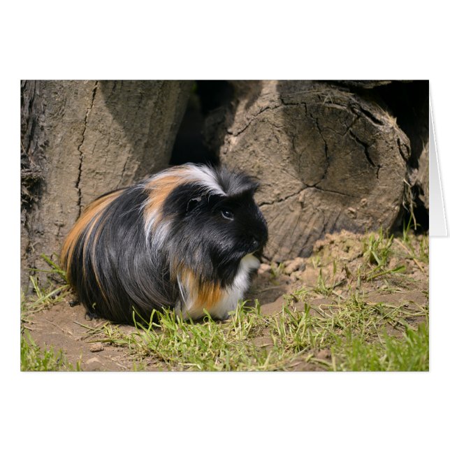 Guinese varken (Voorkant Horizontaal)