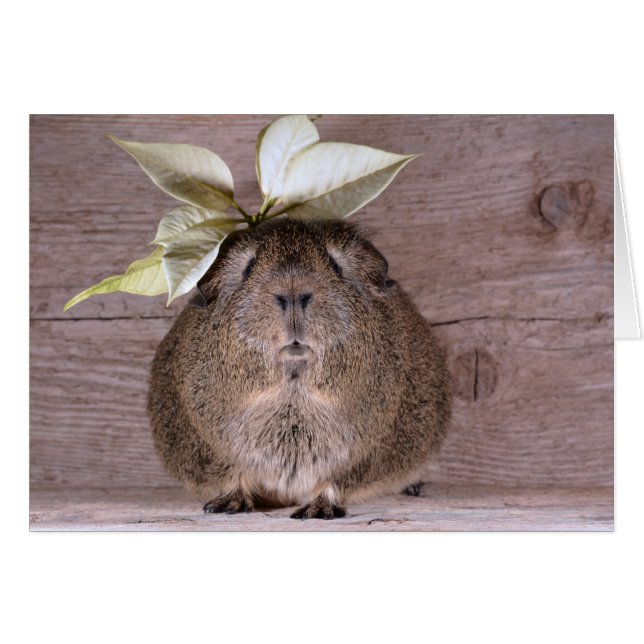 Guinese varken (Voorkant Horizontaal)