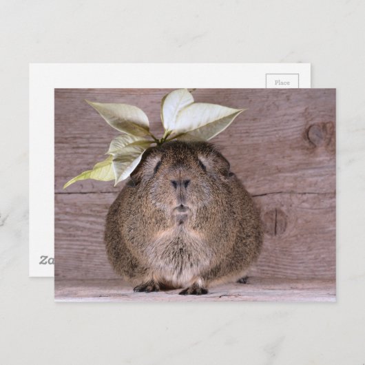 Guinese varken briefkaart (Voorkant / Achterkant)