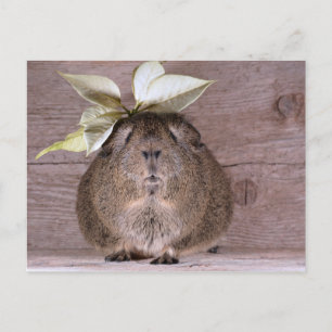 Guinese varken briefkaart