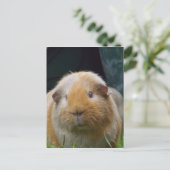 Guinese varken briefkaart (Staand voorkant)