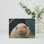 Guinese varken briefkaart (Staand voorkant)