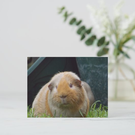 Guinese varken briefkaart (Staand voorkant)