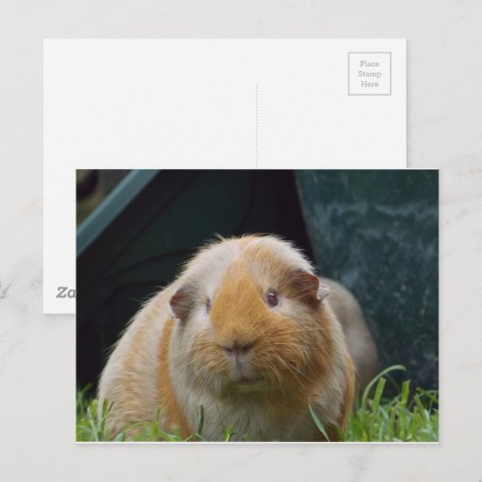 Guinese varken briefkaart (Voorkant / Achterkant)