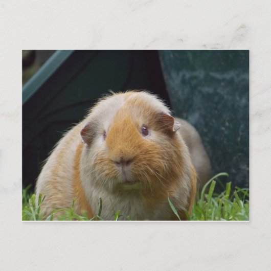 Guinese varken briefkaart (Voorkant)