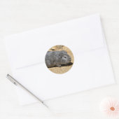 Guinese varken dat op zand loopt ronde sticker (Envelop)