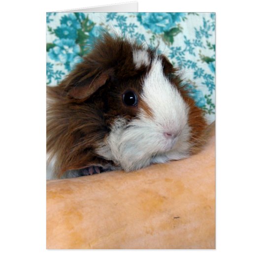Guinese varken en Butternut Squash (Voorkant)