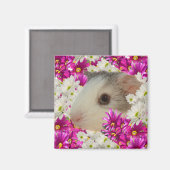 Guinese varken in Daisies, Fridge Magnet (Voorkant / Achterkant)