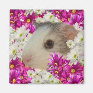Guinese varken in Daisies, Fridge Magnet