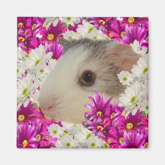Guinese varken in Daisies, Fridge Magnet (Voorkant)