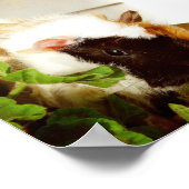 Guinese varken in de bloemen poster (Hoek)