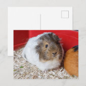 Guinese varken in een kooi briefkaart (Voorkant / Achterkant)