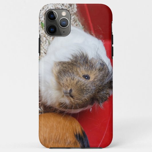 Guinese varken in een kooi Case-Mate iPhone case (Achterkant)