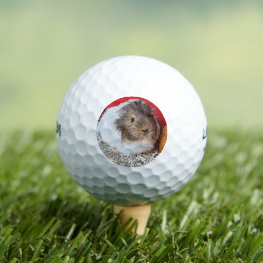 Guinese varken in een kooi golfballen (Insitu Shirt)