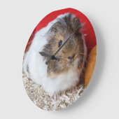 Guinese varken in een kooi grote klok (Hoek)