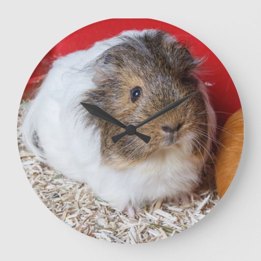 Guinese varken in een kooi grote klok (Voorkant)