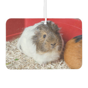 Guinese varken in een kooi luchtverfrisser