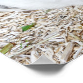 Guinese varken in een kooi poster (Hoek)