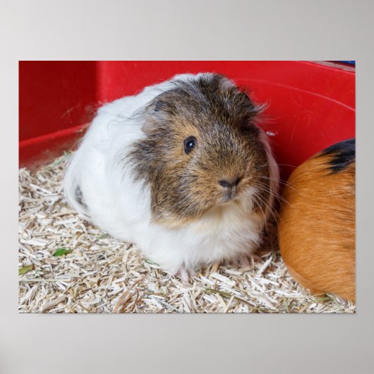 Guinese varken in een kooi poster (Voorkant)