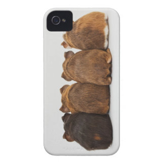 Guinese varken Iphone4-hoesje iPhone 4 Hoesje