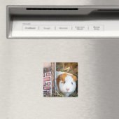 Guinese varken magneet (Insitu (Vaatwasser))