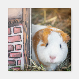 Guinese varken magneet