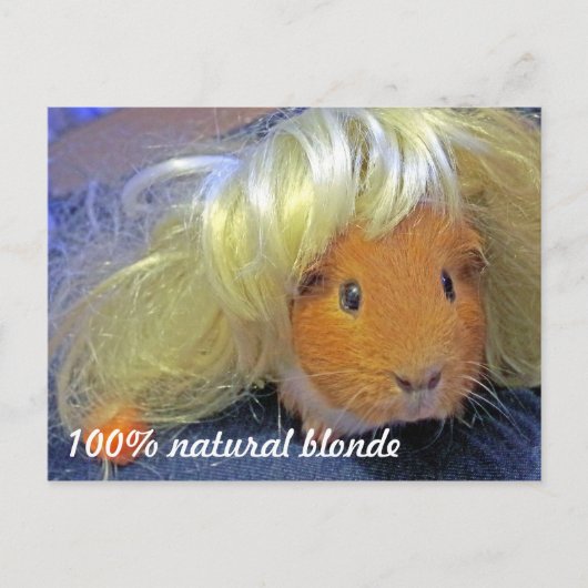 Guinese varken met blonde pruik briefkaart (Voorkant)
