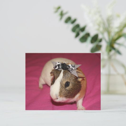 Guinese varken met BOW 2 Briefkaart (Staand voorkant)