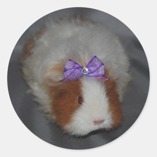 Guinese varken met buisjes ronde sticker (Voorkant)