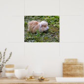 Guinese varken met gras poster (Keuken)