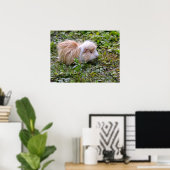 Guinese varken met gras poster (Thuiskantoor)