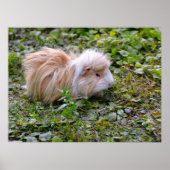 Guinese varken met gras poster (Voorkant)