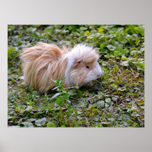 Guinese varken met gras poster (Voorkant)