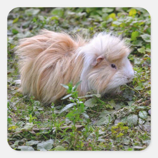 Guinese varken met gras vierkante sticker (Voorkant)