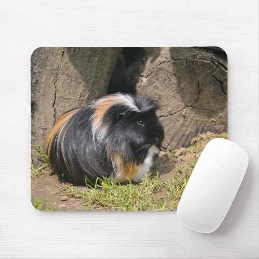 Guinese varken muismat (Met muis)