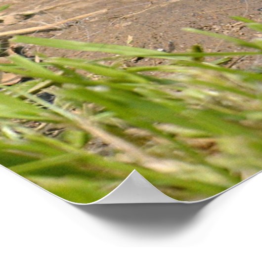 Guinese varken poster (Hoek)